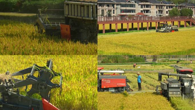 秋天水稻机械化收割