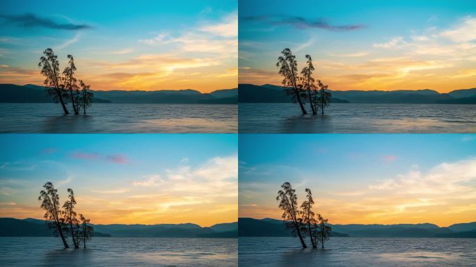 云南大理洱海湖面上的水杉与日出朝霞