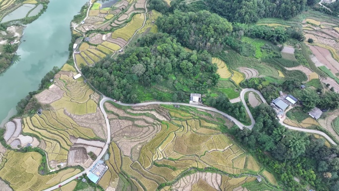 梯田和树林围绕下的乡村道路