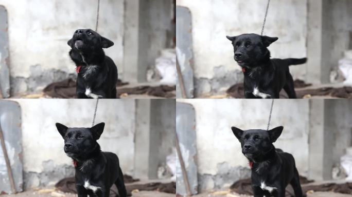 黑色毛发的中华田园犬