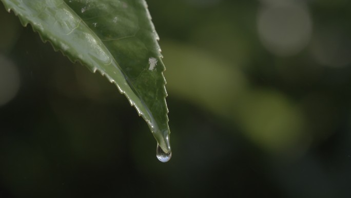 茶叶茶园普洱采茶茶树叶滴水水滴叶子绿叶茶