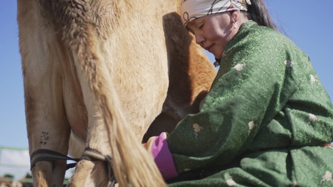 正在挤牛奶的蒙古妇女