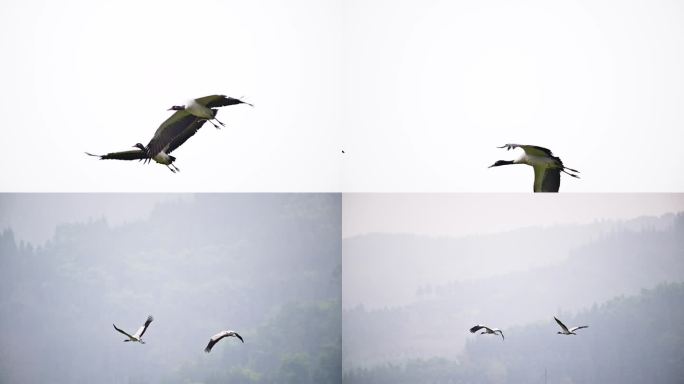 黑颈鹤迁徙南方候鸟展翅飞翔