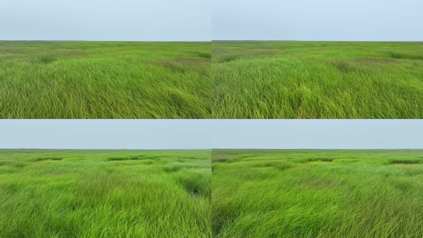鄱阳湖苔草