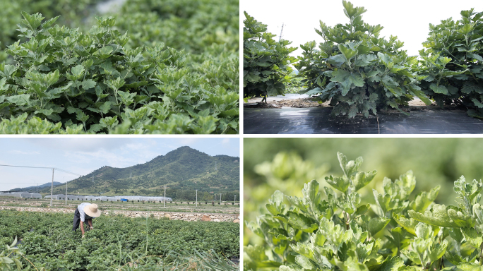 4k 福白菊 大别山福白菊种植 栽培