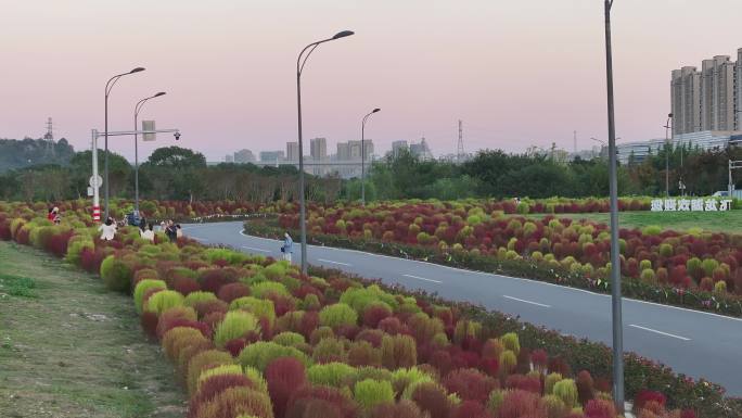 台州路桥飞龙湖地肤草园航拍