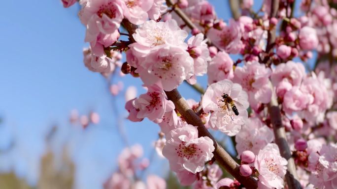 春天 梅花 鲜花盛开