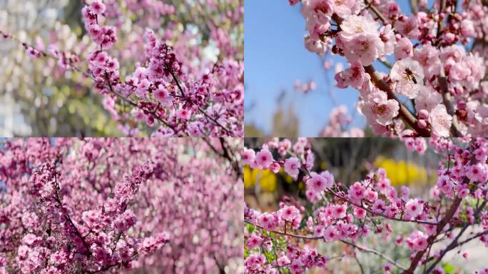 春天 梅花 鲜花盛开