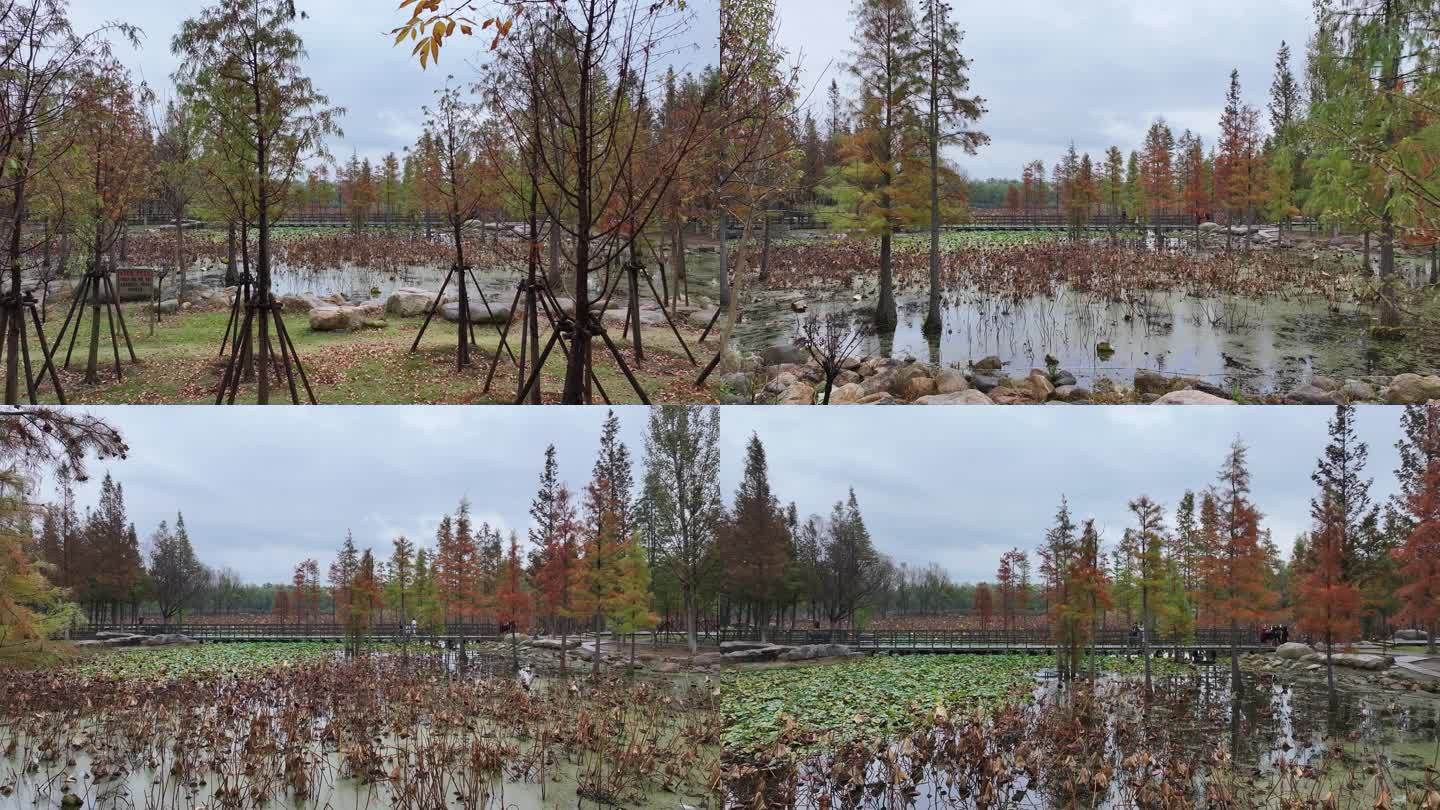 航拍烟台市牟平区鱼鸟河公园秋季水杉林