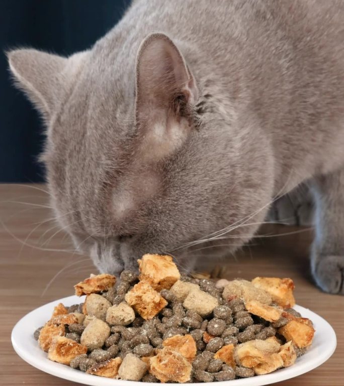 宠物猫蓝猫品种猫吃三文鱼味冻干猫粮升格