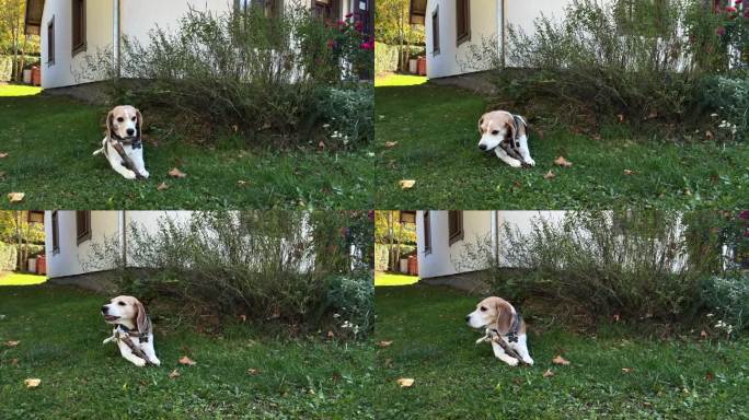 可爱的小猎犬在户外的绿草地上玩着木棍。