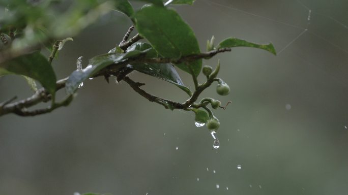 茶叶茶山茶艺茶园普洱采茶茶红茶绿茶春茶茶