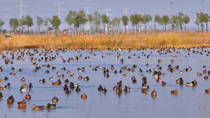 湿地里的绿头鸭