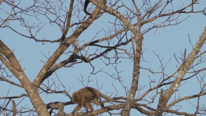 吼叫猴，Alouatta，在巴西潘塔纳尔沼泽地区爬过主题树的树冠。