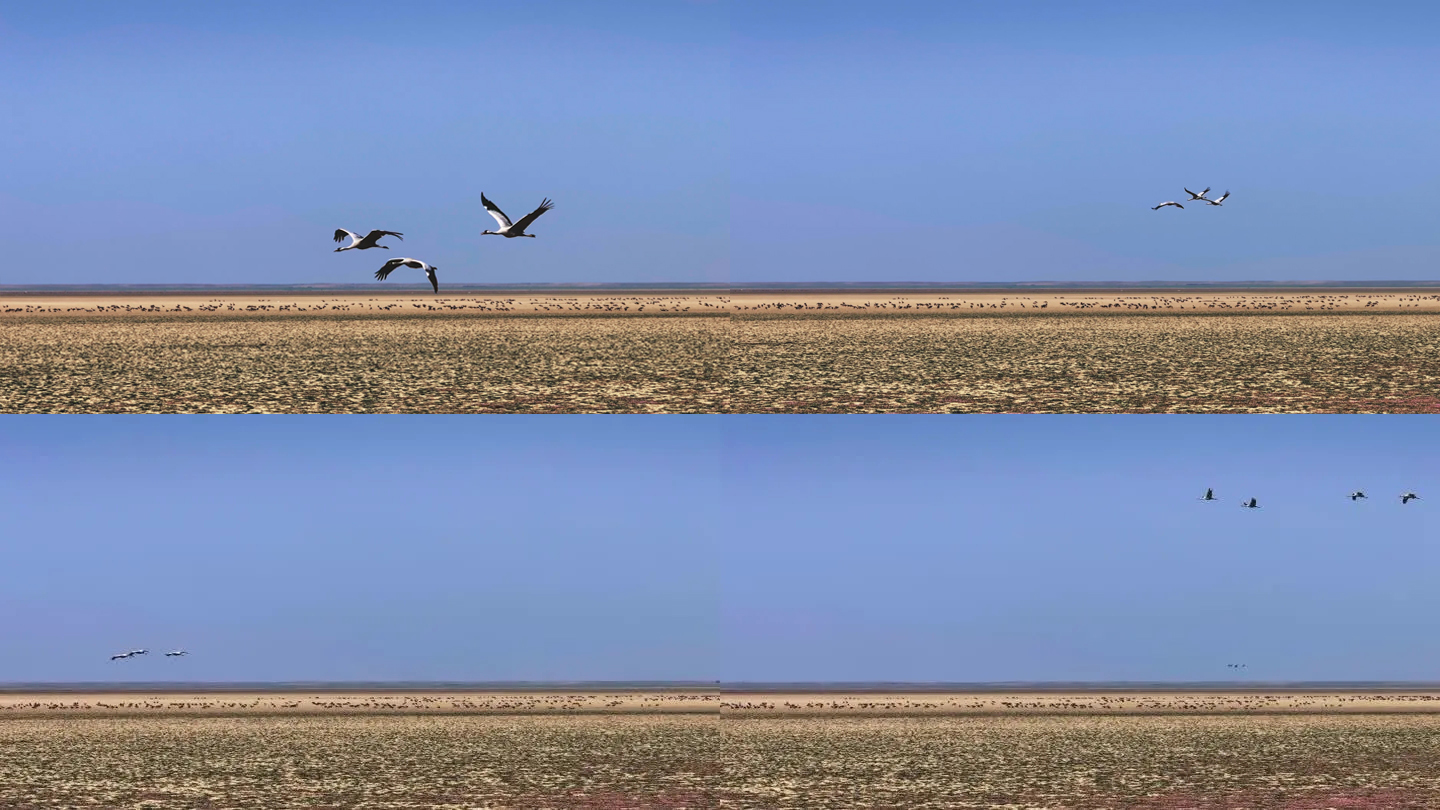 湿地飞鸟-灰鹤
