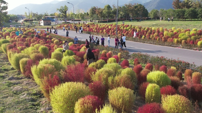 台州路桥飞龙湖地肤草园航拍