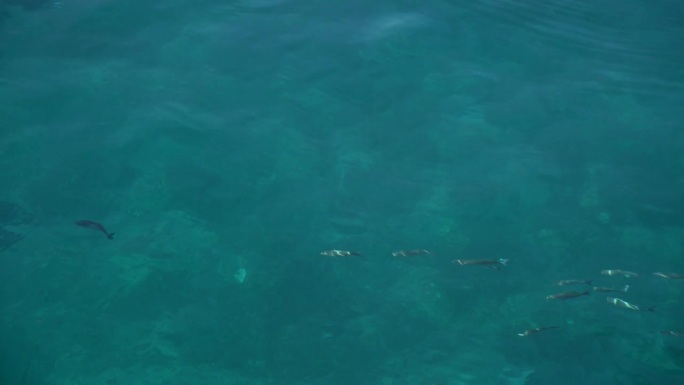 蓝色大海里的鱼的4K视频图像