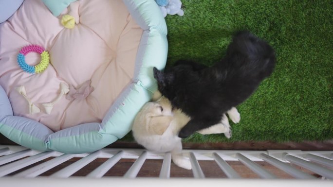 两只纯种拉布拉多猎犬被关在一个白色的板条箱里，在床边的人造草地上咬着、玩着。