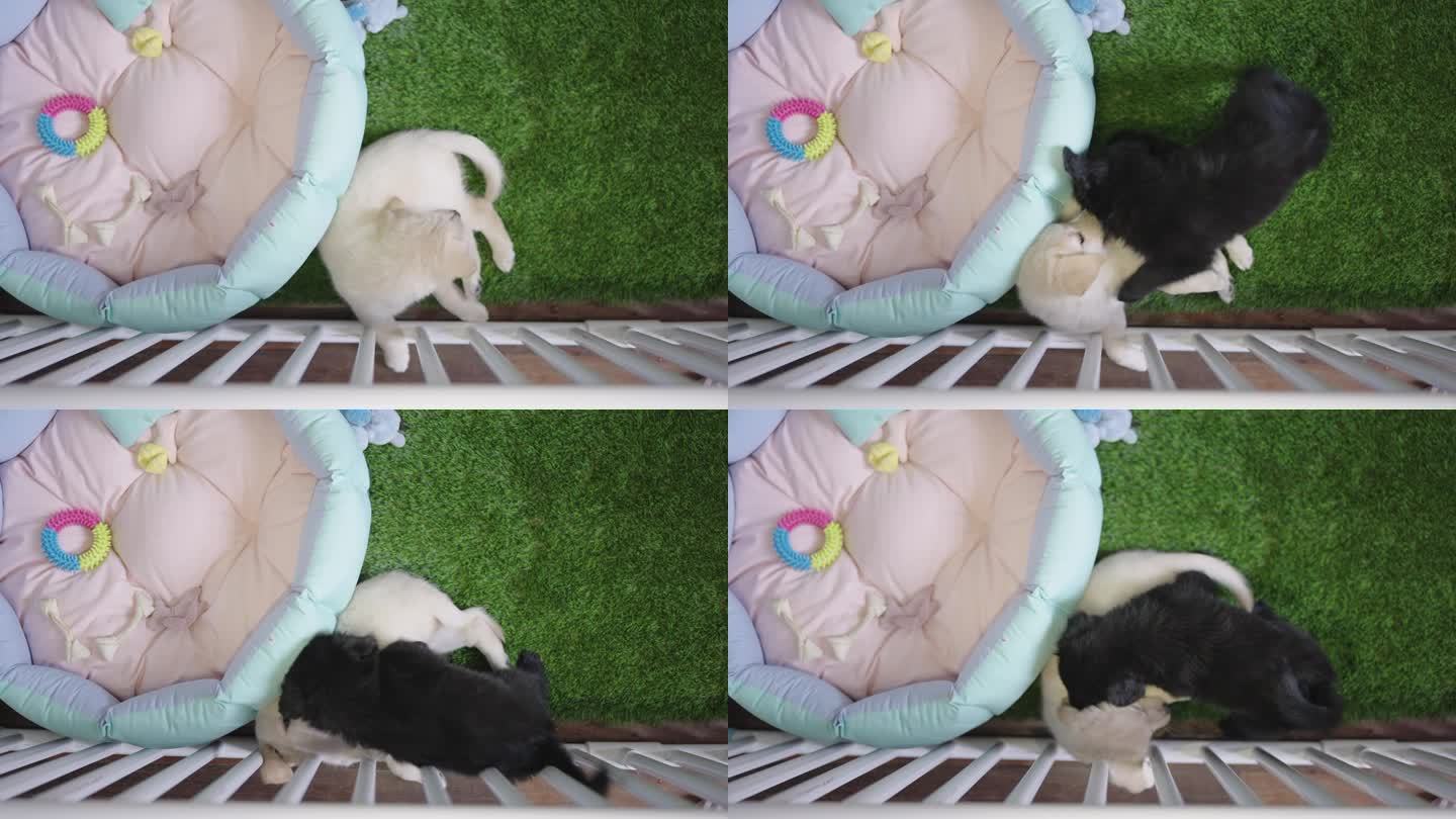 两只纯种拉布拉多猎犬被关在一个白色的板条箱里，在床边的人造草地上咬着、玩着。