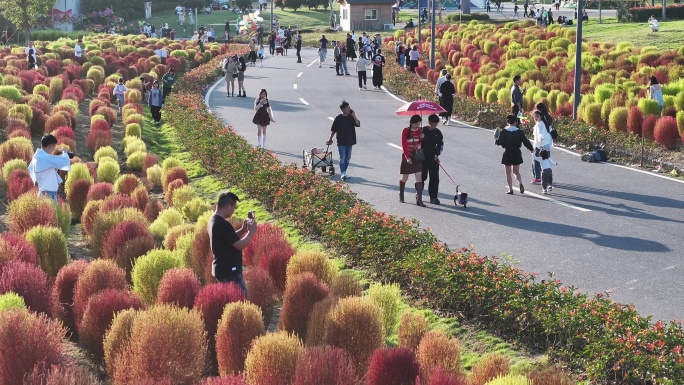 台州路桥飞龙湖地肤草园航拍