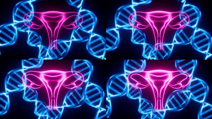 子宫与DNA 生物概念动画
