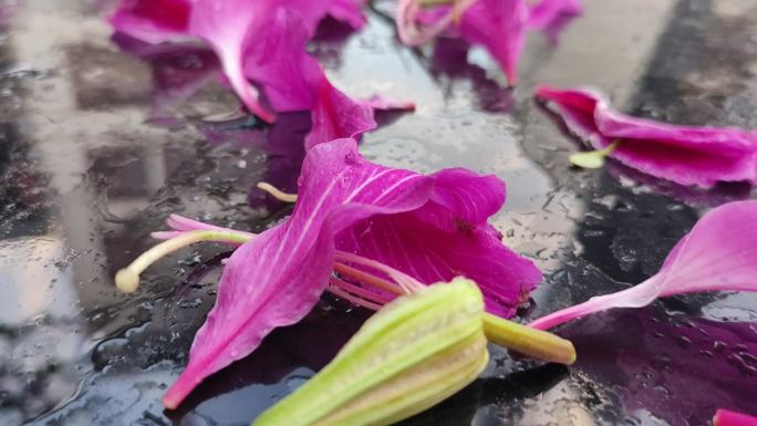 紫荆花花瓣落在地上  花瓣叶子 花头掉下