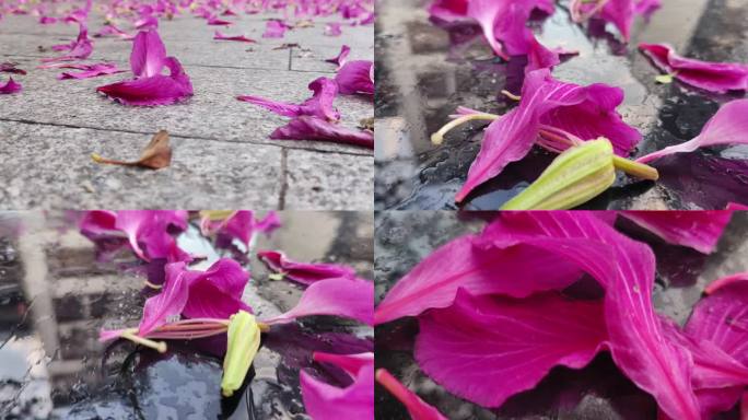 紫荆花花瓣落在地上  花瓣叶子 花头掉下
