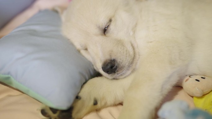 一只可爱的黄色拉布拉多小狗躺在一边，头靠在枕头上，抱着一个玩具娃娃，舒适地睡在他的床上。