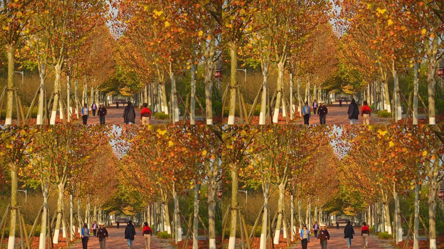 城市秋天梧桐树下的落叶和锻炼的人