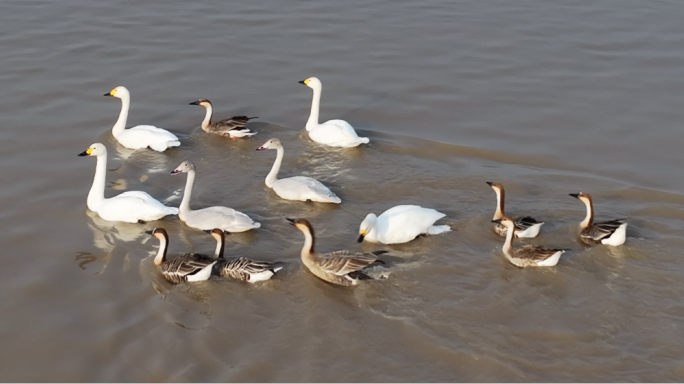 黄河二级保护动物小天鹅与鸿雁