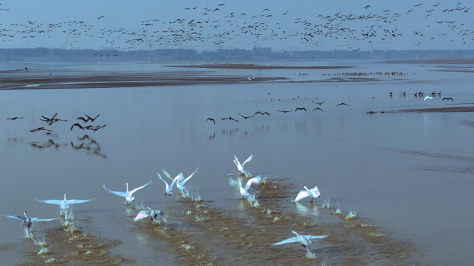 黄河二级保护动物小天鹅与鸿雁