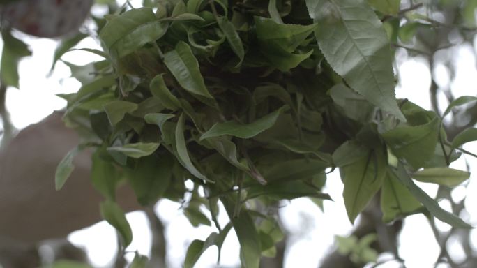 茶叶茶山茶艺茶园普洱采茶茶红茶绿茶春茶茶