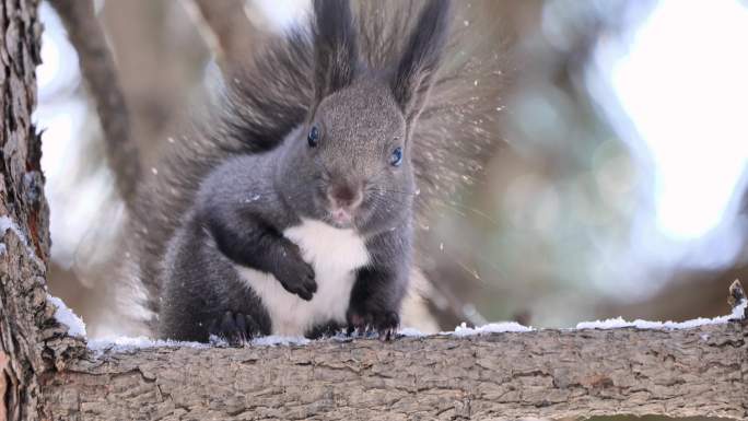 冬季森林里松鼠吃坚果的特写镜头