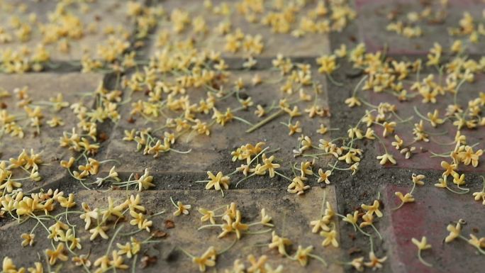 掉落在地上的桂花