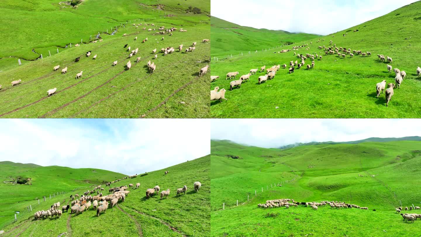 草原牧场 高山牧场 大草山羊群牧场