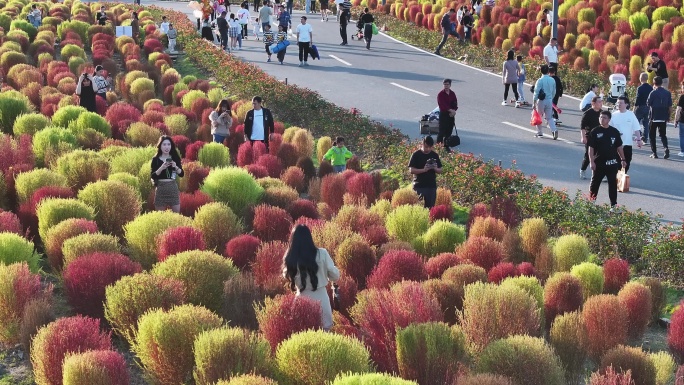 台州路桥飞龙湖地肤草园航拍