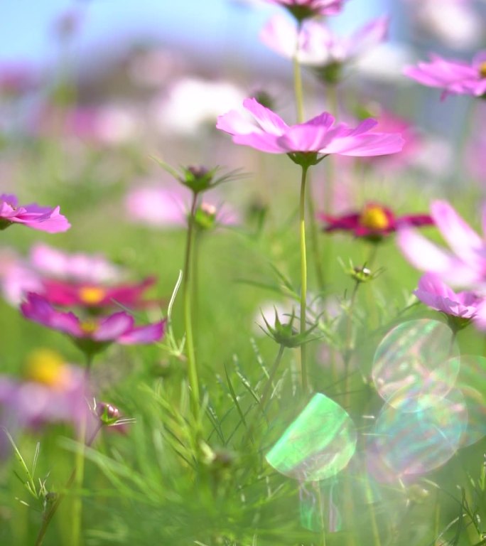 花丛中格桑花儿随风飘扬