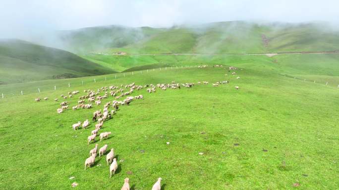 草原牧场 高山牧场 大草山羊群牧场