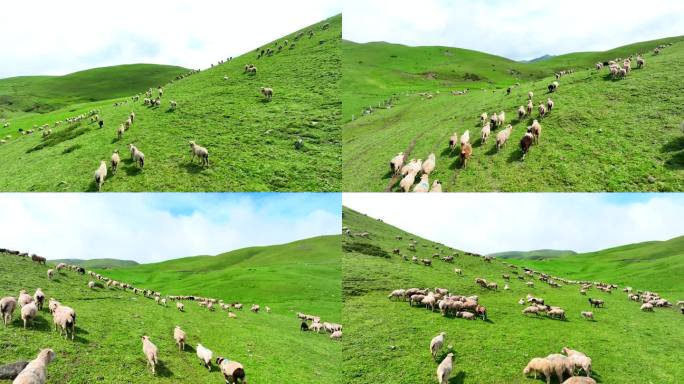 草原牧场 高山牧场 大草山羊群牧场