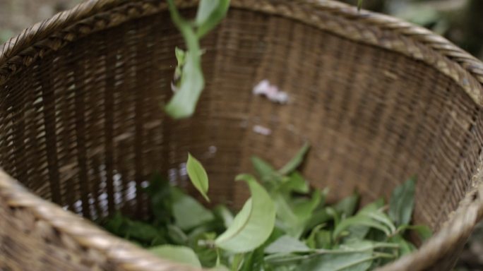 茶叶茶山茶艺茶园普洱采茶茶红茶绿茶春茶茶