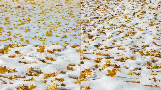 初冬雪地枫树黄枫树叶落叶