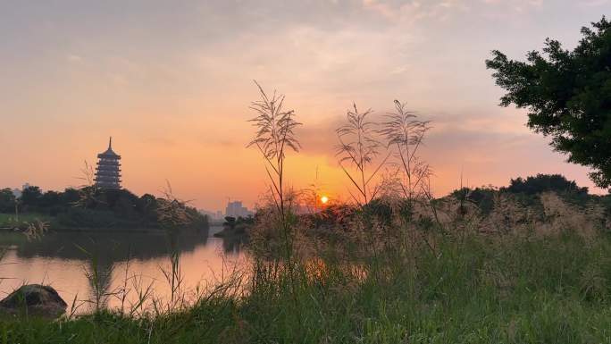 4K夕阳下湖边的芦苇 五象湖光塔影