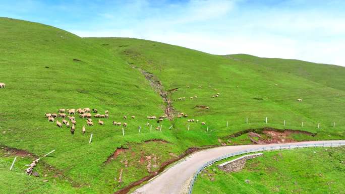 草原牧场 高山牧场 大草山羊群牧场