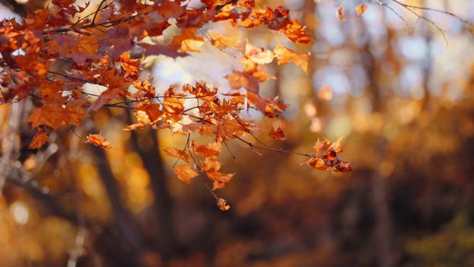 秋天枫叶红叶阳光溪水落叶慢动作