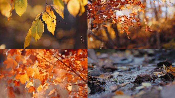 秋天枫叶红叶阳光溪水落叶慢动作