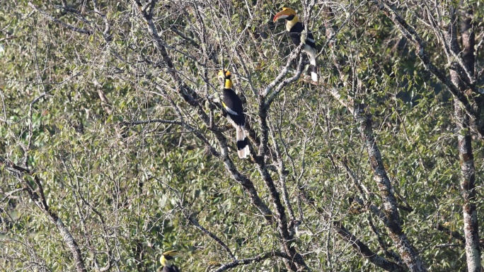 德宏州瑞丽市原始森林中的双角犀鸟