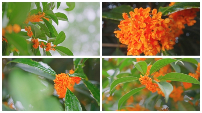 【原创】唯美桂花桂花桂树白露秋分植物园林