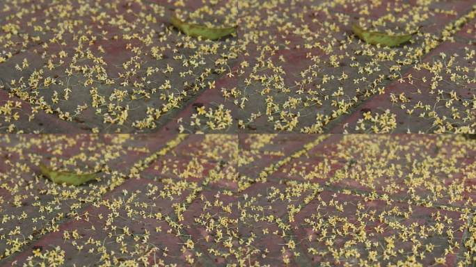 掉落在地上的桂花