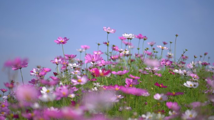 花丛中格桑花儿随风飘扬