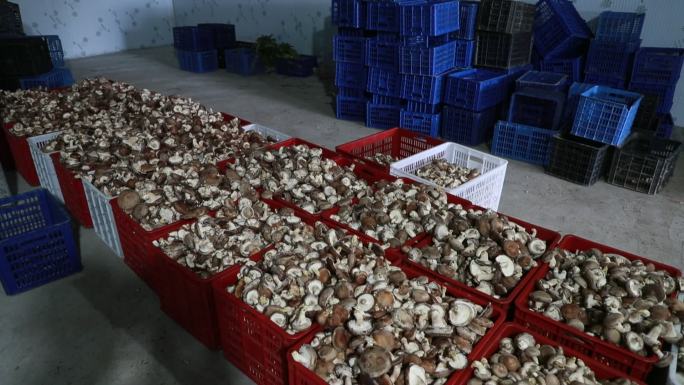 蘑菇种植 乡村振兴 产业振兴 农户 种养